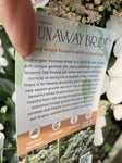 RUNAWAY BRIDE™ HYDRANGEA hybrid ‘USHYD0405’ 30CM 