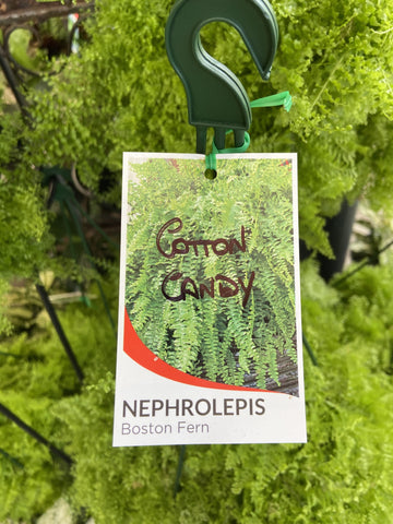 NEPHROLEPIS COTTON CANDY HANGING BASKET 20CM