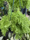 NEPHROLEPIS COTTON CANDY HANGING BASKET 20CM