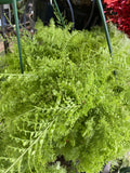 NEPHROLEPIS COTTON CANDY HANGING BASKET 20CM