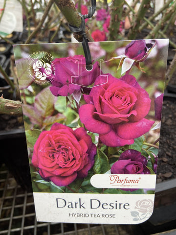 ROSA STANDARD DARK DESIRE 3FT 20CM 