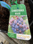 GRAPE CHRISTMAS ROSE 20CM