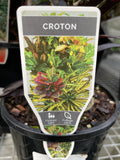 CODIAEUM CROTON MAMMY 14CM