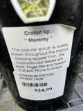 CODIAEUM CROTON MAMMY 14CM