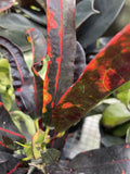 CODIAEUM CROTON MAMMY 14CM