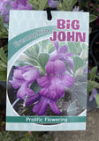 EREMOPHILA MACKINLAYI CHIMERA BIG JOHN 14CM