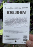 EREMOPHILA MACKINLAYI CHIMERA BIG JOHN 14CM