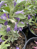 EREMOPHILA MACKINLAYI CHIMERA BIG JOHN 14CM