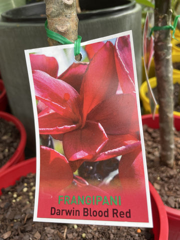 PLUMERIA BLOOD RED 30CM