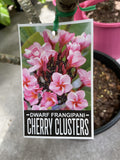 PLUMERIA CHERRY CLUSTERS 30CM