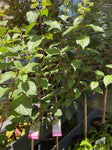 HYDRANGEA SUNDAY FRAISE STANDARD 25CM