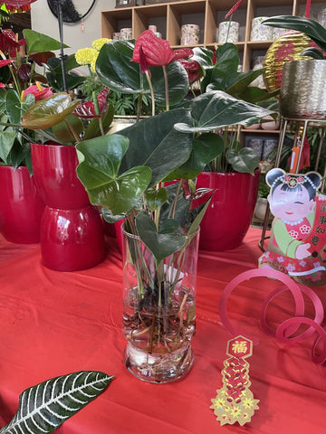 ANTHURIUM IN GLASS VASE WITH WATER 