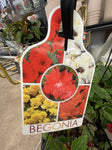 BEGONIA JOY RED HANGING BASKET 20CM 
