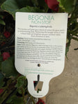 BEGONIA JOY RED HANGING BASKET 20CM 