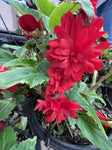 BEGONIA JOY RED HANGING BASKET 20CM 