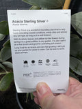 ACACIA BINERVIA STERLING SILVER 20CM
