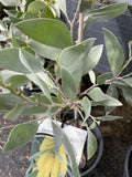 ACACIA BINERVIA STERLING SILVER 20CM