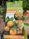 CUMQUAT DWARF CALAMONDIN 5L 