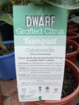 CUMQUAT DWARF CALAMONDIN 5L 