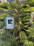 WOLLEMI PINE 40CM