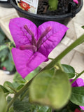 BOUGAINVILLEA PURPLE CASCADE 20CM