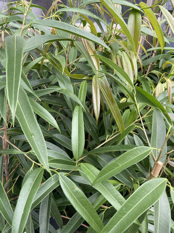 FICUS LONGIFOLIA ALII 25CM