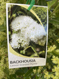 BACKHOUSIA CITRIODORA 27CM 