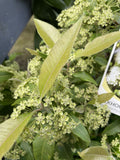 BACKHOUSIA CITRIODORA 27CM 