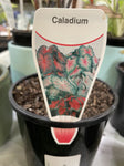 CALADIUM SCARLET GIRL 14CM