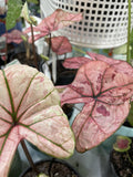 CALADIUM SCARLET GIRL 14CM