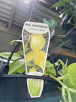 PHILODENDRON CORDATUM GOLD HEARTLEAF HANGING BASKET 17CM