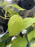 PHILODENDRON CORDATUM GOLD HEARTLEAF HANGING BASKET 17CM