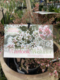 MICROMYRTUS CILIATA PROSTRATE WARTOOK WONDER 14CM