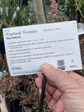 MICROMYRTUS CILIATA PROSTRATE WARTOOK WONDER 14CM