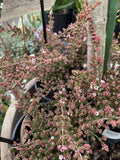 MICROMYRTUS CILIATA PROSTRATE WARTOOK WONDER 14CM