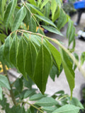 MURRAYA KOENIGII 16.5CM