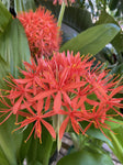 SCADOXUS POLE-EVANSII x MULTIFLORUS SUBSP. ST KATHERINE 20CM