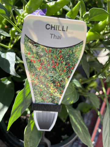 CHILLI THAI 18CM