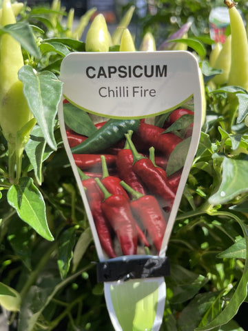 CHILLI FIRE 18CM