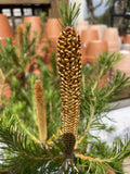BANKSIA BIRD SONG 33CM