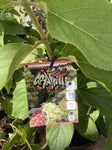 HYDRANGEA PANICULATA GRAFFITI 20CM