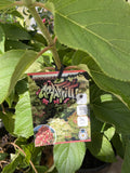 HYDRANGEA PANICULATA GRAFFITI 20CM
