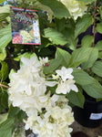 HYDRANGEA PANICULATA GRAFFITI 20CM