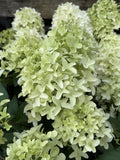 HYDRANGEA PANICULATA GRAFFITI 20CM