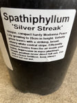 SPATHIPHYLLUM SILVER STREAK 14CM
