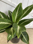 SPATHIPHYLLUM SILVER STREAK 14CM