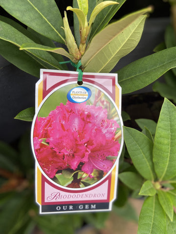 RHODODENDRON OUR GEM 25CM