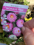 BRACTEANTHA MOHAVE PINK 14CM