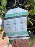 BRACTEANTHA MOHAVE PINK 14CM