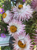 BRACTEANTHA MOHAVE PINK 14CM